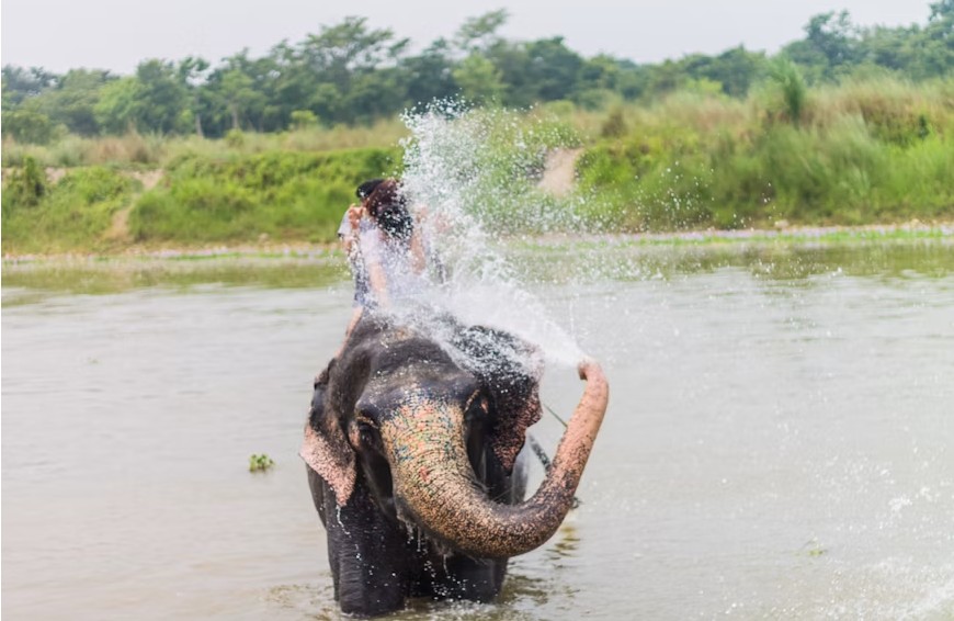 elephant bathing jaipur