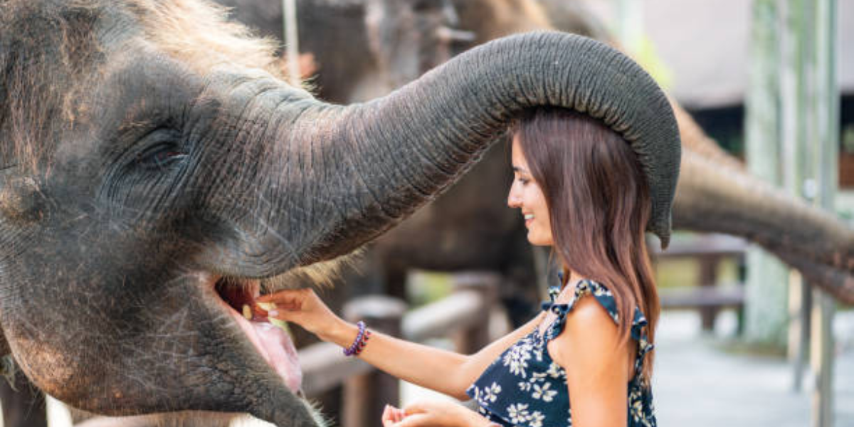 Feeding the Elephants