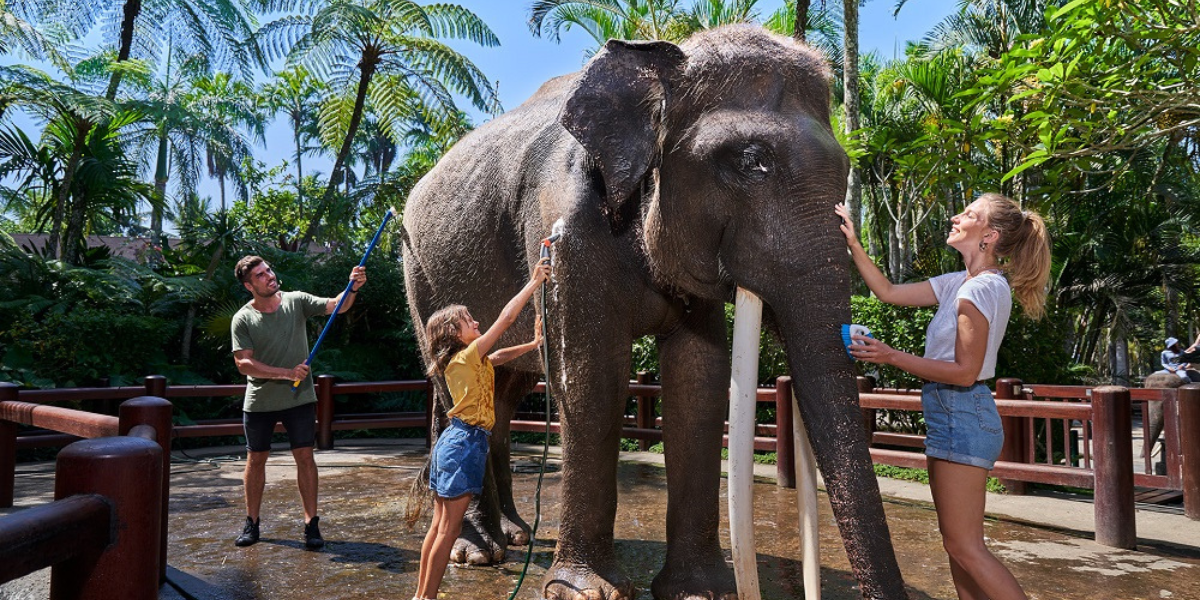 Playing with Elephants