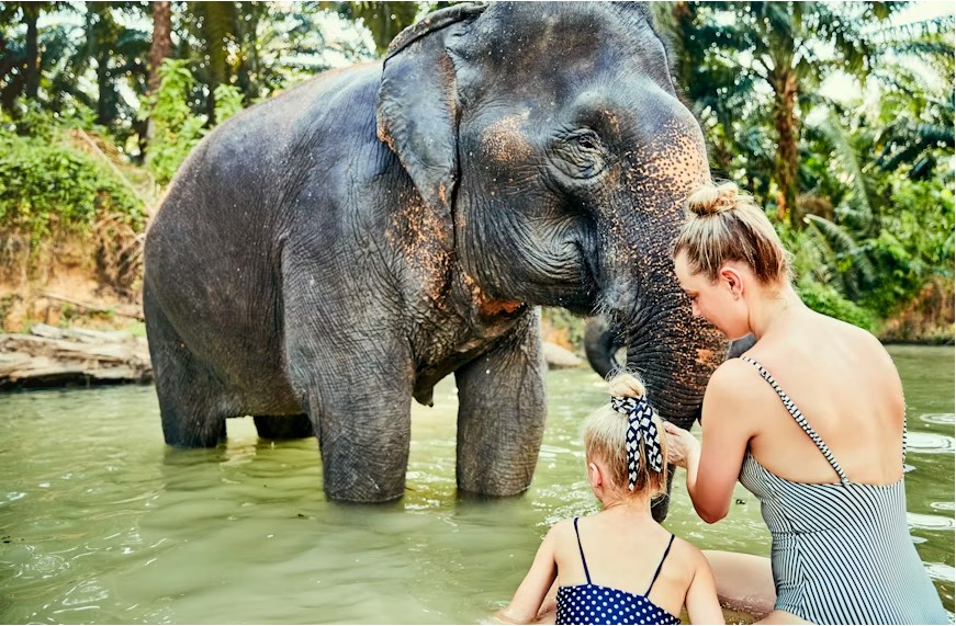 elephant experience in jaipur
