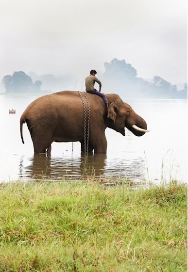 elephant safari Jaipur